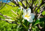Sweet plumerias